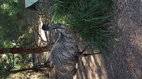 Yarra Valley Wildlife & Wine Day Tour From Melbourne With Healesville Sanctuary - Accommodation Newcastle 9