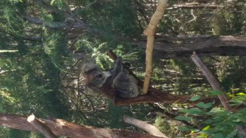 Yarra Valley Wildlife & Wine Day Tour From Melbourne With Healesville Sanctuary - Accommodation Newcastle 10