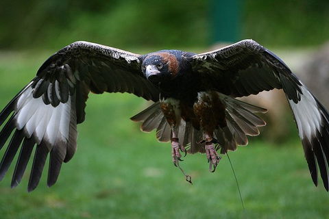 Yarra Valley Wildlife & Wine Day Tour From Melbourne With Healesville Sanctuary - Accommodation Newcastle 15