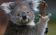 Yarra Valley Wildlife & Wine Day Tour From Melbourne With Healesville Sanctuary - thumb 11