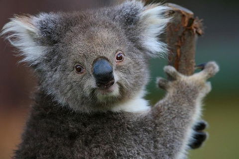 Yarra Valley Wildlife & Wine Day Tour From Melbourne With Healesville Sanctuary - Accommodation Newcastle 11