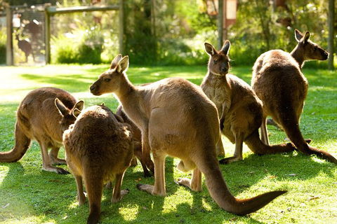 Yarra Valley Wildlife & Wine Day Tour From Melbourne With Healesville Sanctuary - Accommodation Newcastle 13