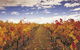 Yarra Valley Wildlife & Wine Day Tour From Melbourne With Healesville Sanctuary - thumb 12