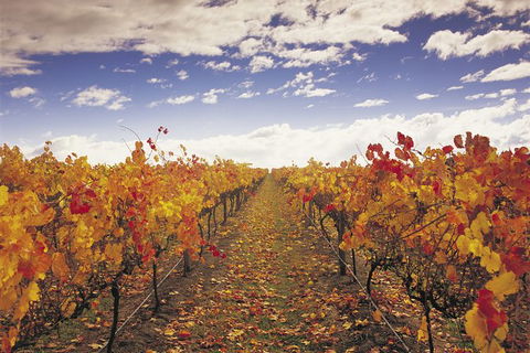 Yarra Valley Wildlife & Wine Day Tour From Melbourne With Healesville Sanctuary - Accommodation Newcastle 12