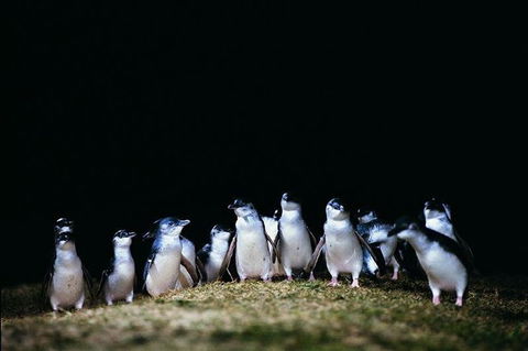 The Unique Phillip Island - English Speaking Guide - Accommodation Newcastle 1