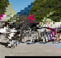 Melbourne Horse Drawn Carriages 1 Hour City and Garden - Accommodation Newcastle