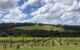 Mornington Peninsula Winery Tour Including Wine Tastings And 2-Course Lunch - thumb 3