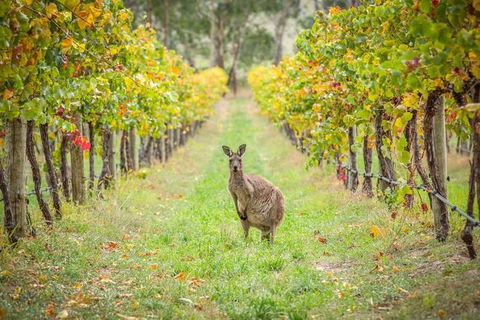 Small-Group Guided Yarra Valley Winery Tour With Wine Tasting - Accommodation Newcastle 1