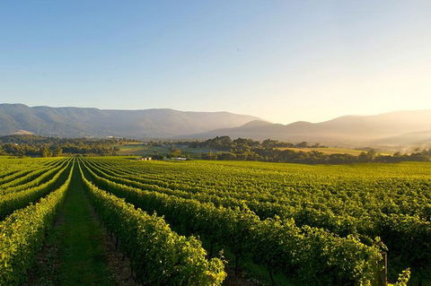 Small-Group Guided Yarra Valley Winery Tour With Wine Tasting - Accommodation Newcastle 2