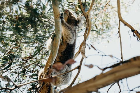Small-Group Guided Yarra Valley Winery Tour With Wine Tasting - Accommodation Newcastle 11