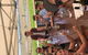 Small-Group Guided Yarra Valley Winery Tour With Wine Tasting - thumb 14