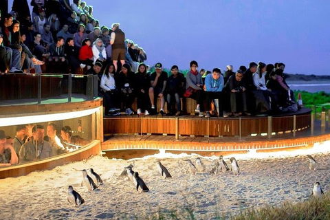 Phillip Island Medium Size Group Tour - Accommodation Newcastle 1