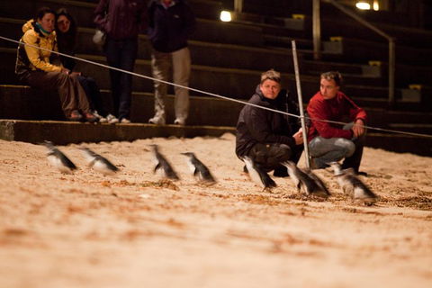 Phillip Island Medium Size Group Tour - Accommodation Newcastle 0