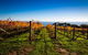 Bellarine Peninsula Sightseeing And Bay Cruise - thumb 7