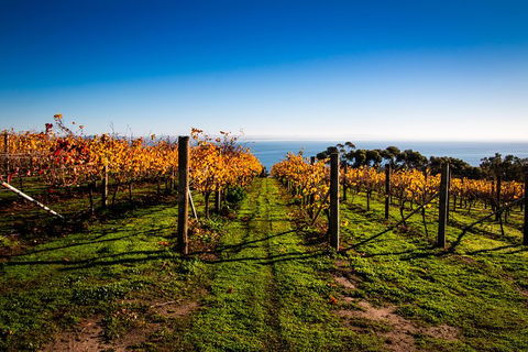 Bellarine Peninsula Sightseeing And Bay Cruise - Accommodation Newcastle 7