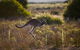 Melbourne To Wilsons Promontory Shuttle Tour - thumb 8