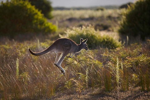 Melbourne To Wilsons Promontory Shuttle Tour - Accommodation Newcastle 8