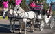 Melbourne Horse Drawn Carriages 30 Minute Garden Tour - thumb 1