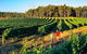 Private Tour: Yarra Valley- Brewery, Distillery, And Wine - thumb 0