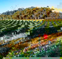 Private Tour Yarra Valley- Brewery Distillery and Wine - Accommodation Newcastle