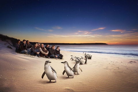Phillip Island Penguin Parade For 24 Passengers - Accommodation Newcastle 0