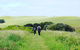 Phillip Island Penguin Parade And George Bass Coastal Walk - thumb 5