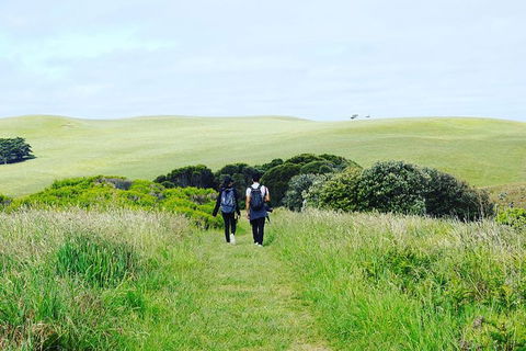 Phillip Island Penguin Parade And George Bass Coastal Walk - Accommodation Newcastle 5