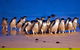 Phillip Island Penguin Parade And George Bass Coastal Walk - thumb 3