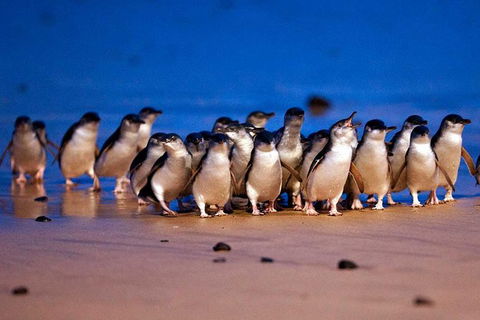 Phillip Island Penguin Parade And George Bass Coastal Walk - Accommodation Newcastle 3