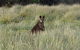 Phillip Island Penguin Parade And George Bass Coastal Walk - thumb 4