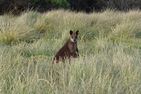 Phillip Island Penguin Parade And George Bass Coastal Walk - Accommodation Newcastle 4