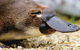 2 Day Great Ocean Road Tour And Platypus Paddle - thumb 1