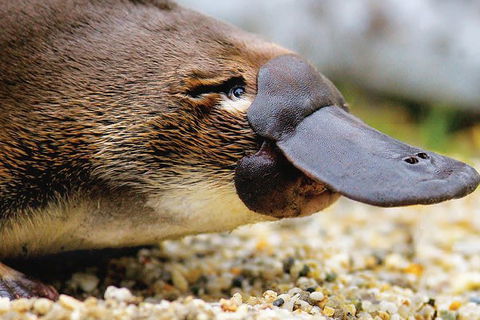 2 Day Great Ocean Road Tour And Platypus Paddle - Accommodation Newcastle 1