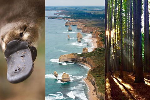 2 Day Great Ocean Road Tour And Platypus Paddle - Accommodation Newcastle 0
