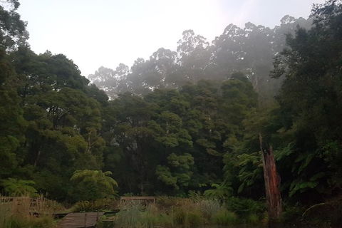 2 Day Great Ocean Road Tour And Platypus Paddle - Accommodation Newcastle 15