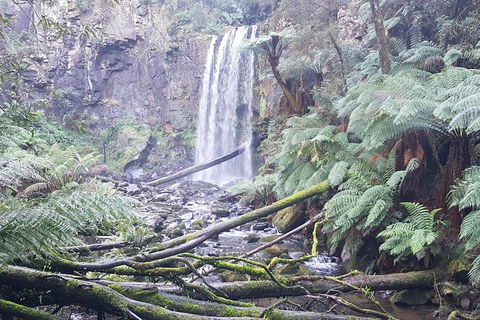 2 Day Great Ocean Road Tour And Platypus Paddle - Accommodation Newcastle 13