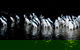 Phillip Island Penguin Parade - thumb 1