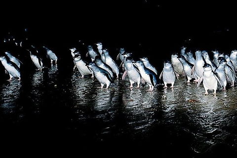 Phillip Island Penguin Parade - Accommodation Newcastle 1