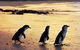 Phillip Island Penguin Parade - thumb 0