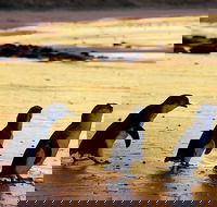 Phillip Island Penguin Parade - Accommodation Newcastle