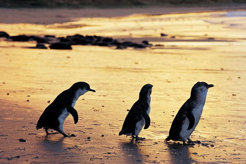 Phillip Island Penguin Parade - Accommodation Newcastle 0