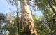 Private Express Great Ocean Road...with An Optional Helicopter Ride -- - thumb 9
