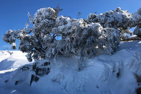 Mount Buller Snow Day Trip - Accommodation Newcastle 7