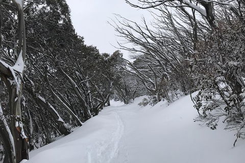 Mount Buller Snow Day Trip - Accommodation Newcastle 4