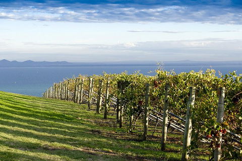 Around The Bay Food And Wine Taste Trail - Accommodation Newcastle 5