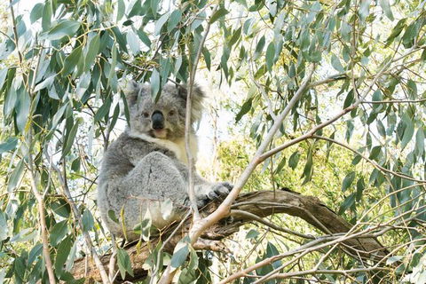 Ultimate Reverse Direction - 12 Apostles, Great Ocean Road - Small Group Tour - Accommodation Newcastle 7