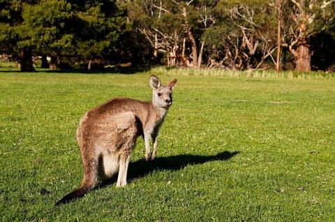 Full-Day Private Tour To Grampians From Melbourne - Accommodation Newcastle 4