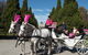 Melbourne Horse Drawn Carriages Deluxe 45 Minute Garden Tour - thumb 1