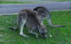 Private Overnight Camping Trip From Melbourne (price Is Per Group) - thumb 5