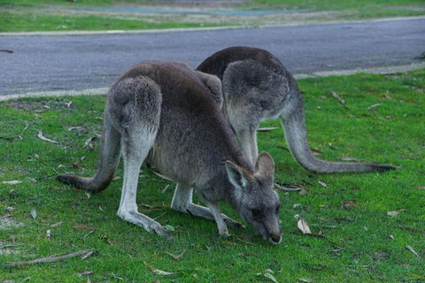 Private Overnight Camping Trip From Melbourne (price Is Per Group) - Accommodation Newcastle 5
